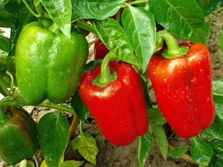 Peperone rosso giallo verde