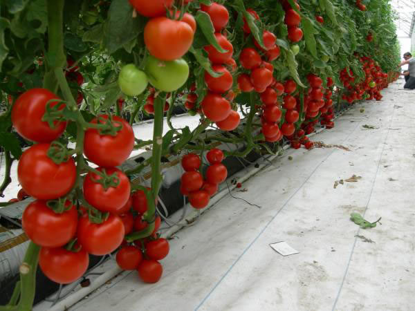Pomodoro grappolo rosso