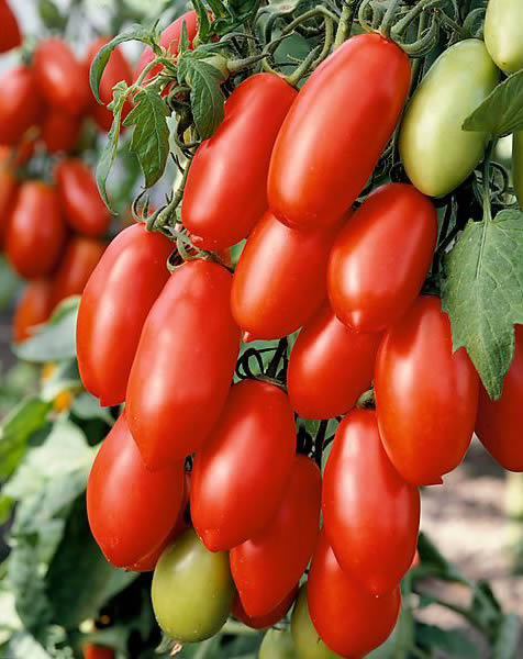 Pomodoro Lancelot